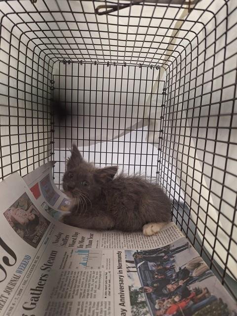 TITAN - Domestic Short Hair available for adoption