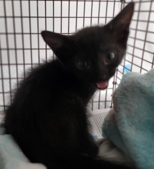 ALEX - Domestic Short Hair available for adoption