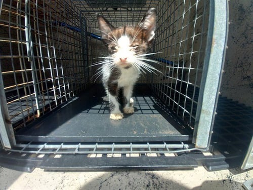 A2478834 - Domestic Short Hair available for adoption