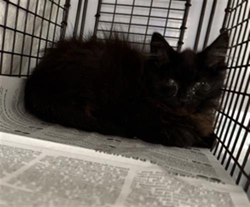 NEFERTITI - Domestic Medium Hair available for adoption