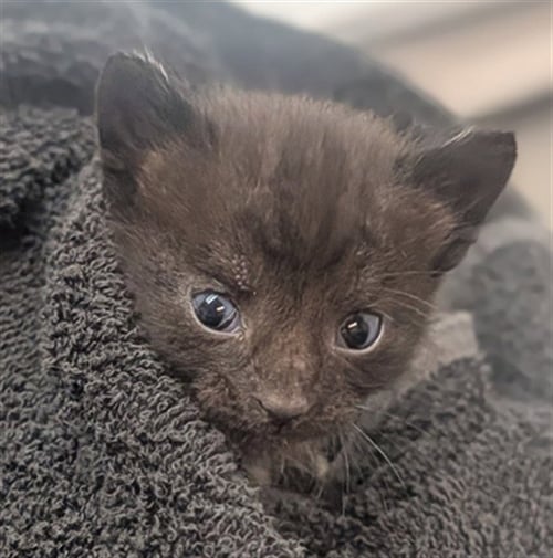 *POCUS - Domestic Short Hair available for adoption