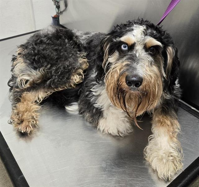 FAIRBANKS - Schnauzer / Australian Shepherd available for adoption