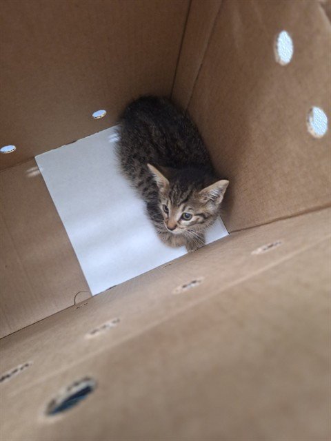 *ROSE - Domestic Short Hair available for adoption