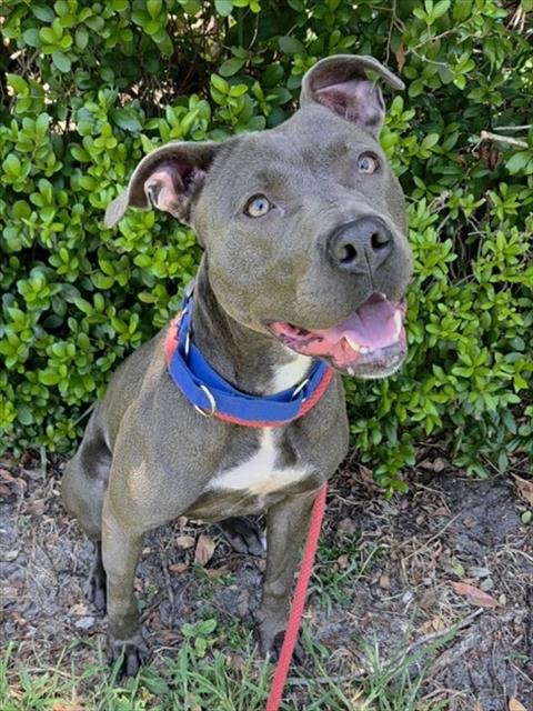 SILVER - American Staffordshire Terrier available for adoption