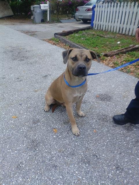 PEANUT - American Staffordshire Terrier available for adoption