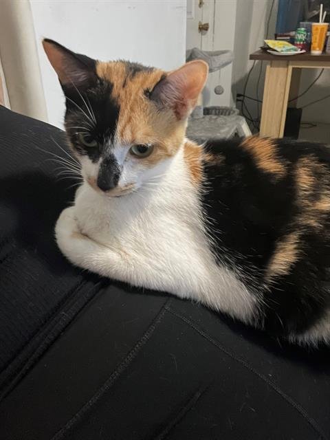 KOI - Domestic Short Hair available for adoption