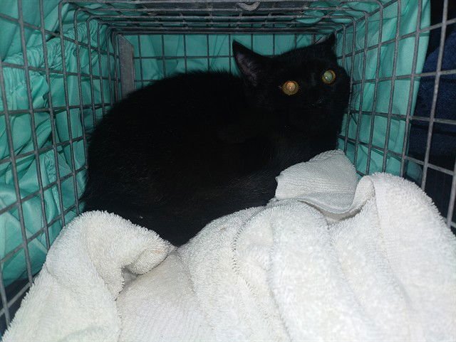 SHIBA - Domestic Short Hair available for adoption