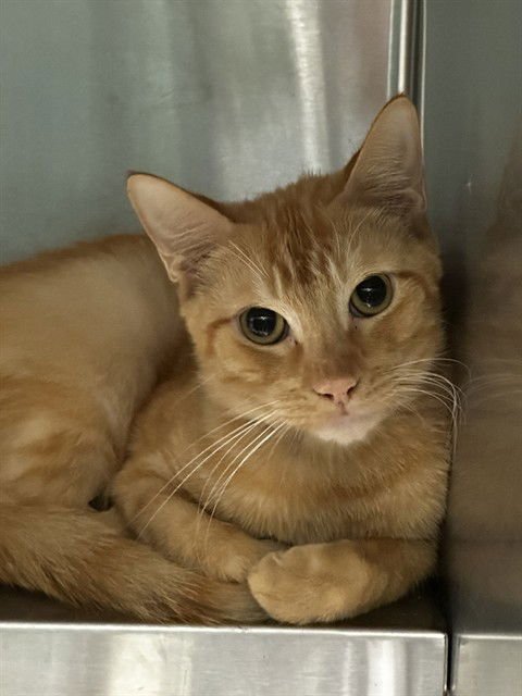 BRUNO - Domestic Short Hair available for adoption