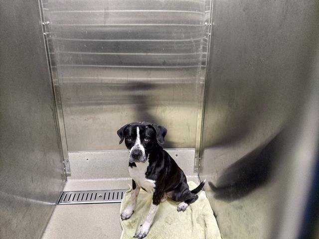 SCOOBY - Labrador Retriever available for adoption