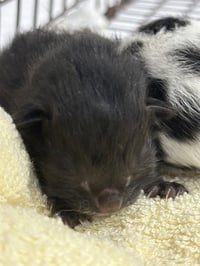 BASIL - Photo 1
