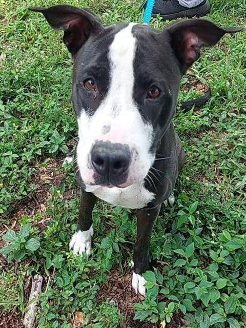 SUZUKI - American Bulldog available for adoption