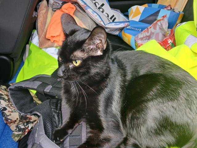 AVALON - Domestic Short Hair available for adoption