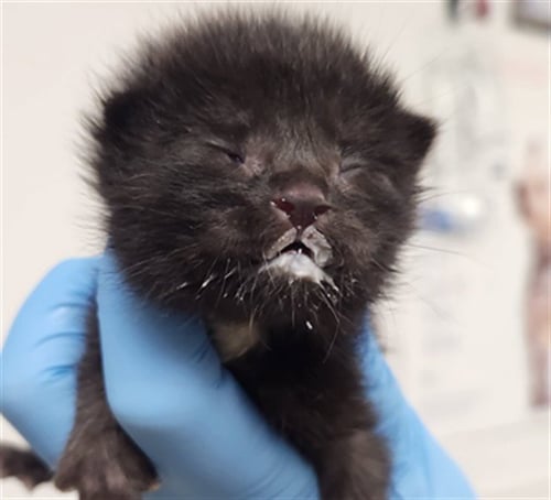 A2474631 - Domestic Medium Hair available for adoption