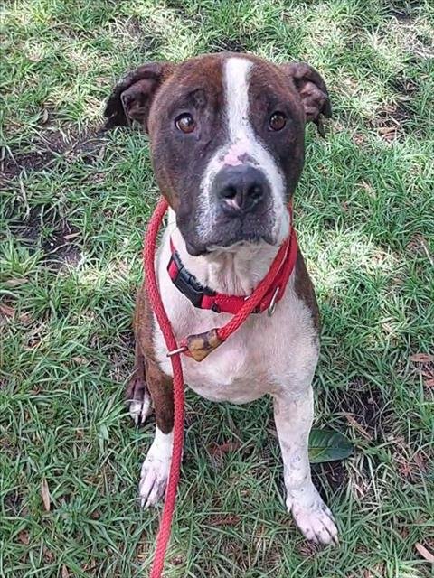 SCRAPPY - American Staffordshire Terrier available for adoption