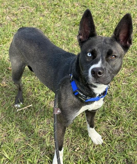 PATTY - Siberian Husky available for adoption