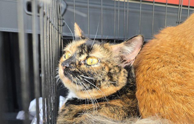 SAVANAH - Domestic Short Hair available for adoption