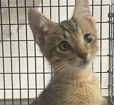 *HARPER - Domestic Short Hair available for adoption