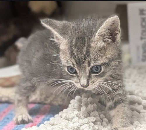 RIVER - Domestic Short Hair available for adoption