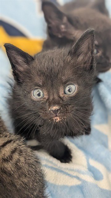A2480472 - Domestic Short Hair available for adoption