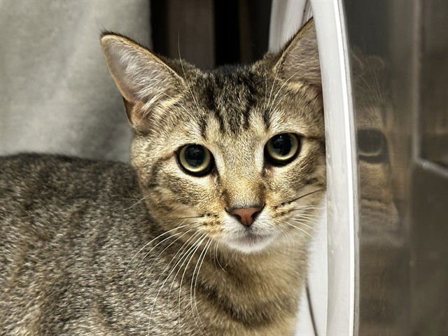 MILO - Domestic Short Hair available for adoption