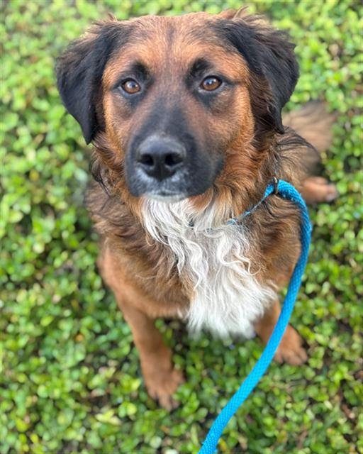 JAXSON - Border Collie available for adoption