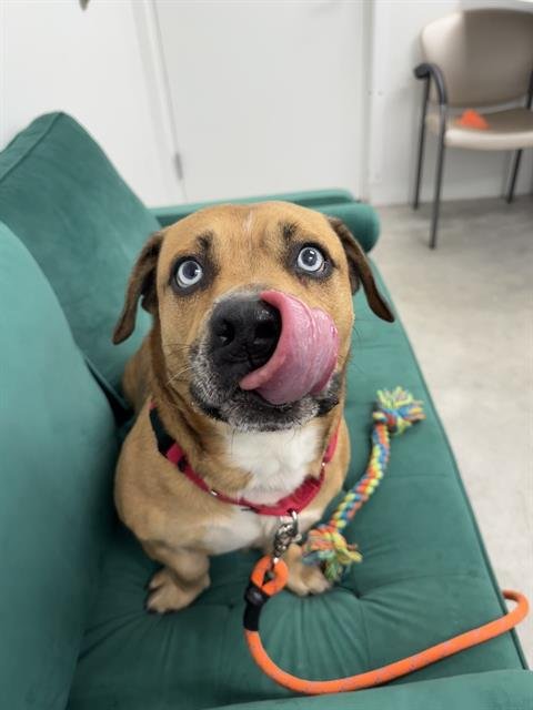 PEDRO - Basset Hound / Catahoula Leopard Dog available for adoption