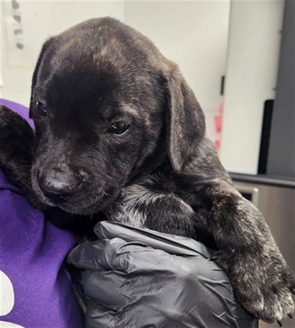 A2473004 - Plott Hound available for adoption