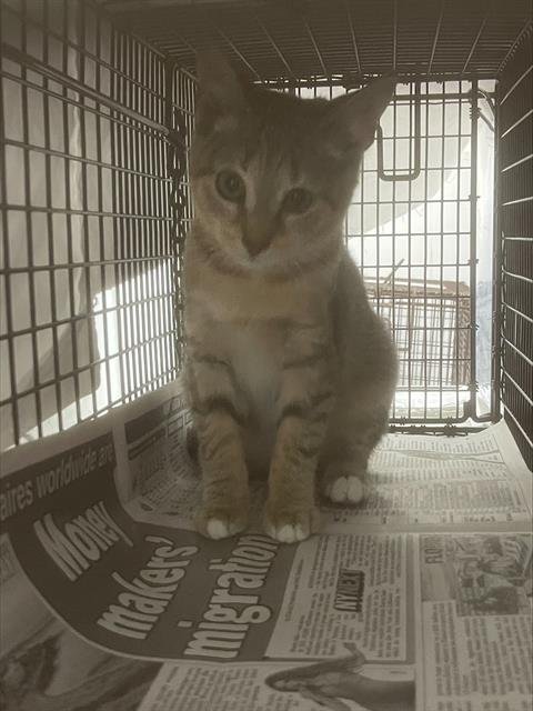 MISTLETOE - Domestic Short Hair available for adoption