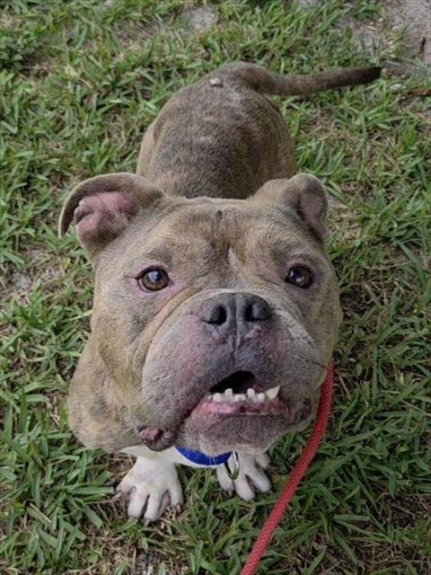 BAYLOR - American Staffordshire Terrier available for adoption