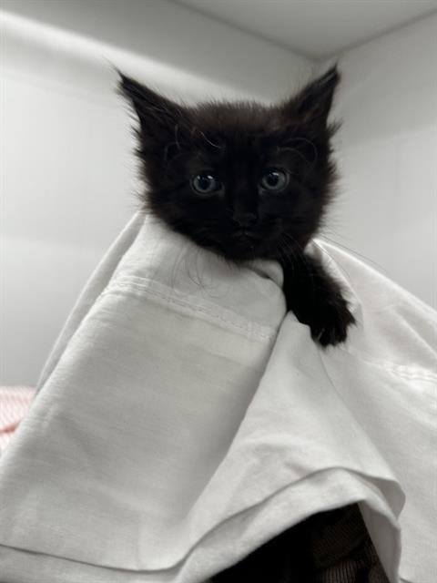 A2466428 - Domestic Long Hair available for adoption