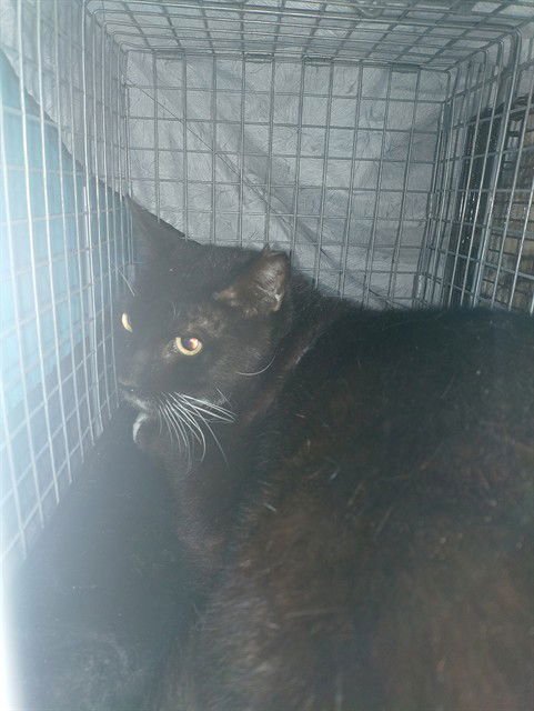 CAMPER - Domestic Short Hair available for adoption