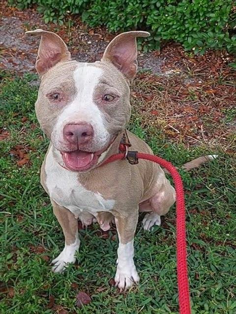 RUBY - American Staffordshire Terrier available for adoption