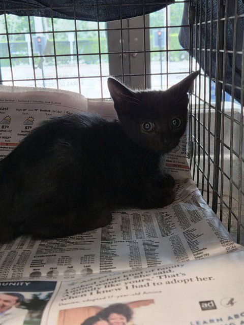 A2481767 - Domestic Short Hair available for adoption