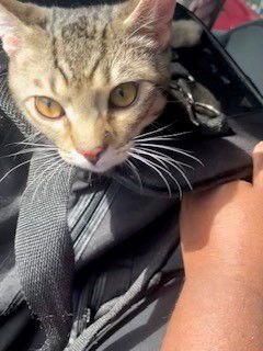 DALLAS - Domestic Short Hair available for adoption