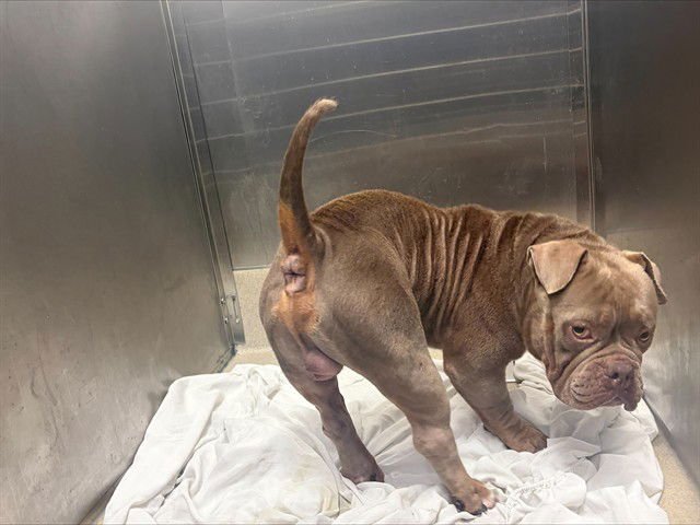 LEFTY - American Bulldog available for adoption