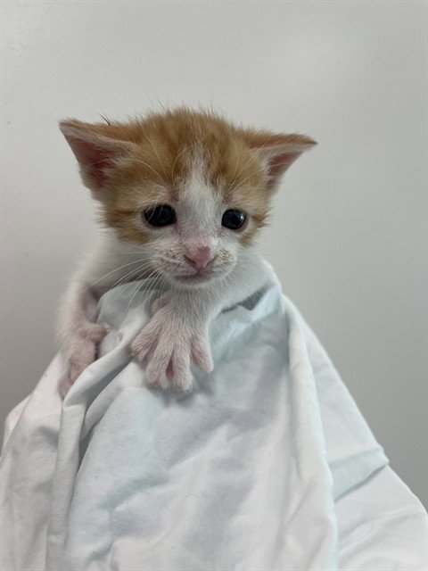 A2480020 - Domestic Short Hair available for adoption