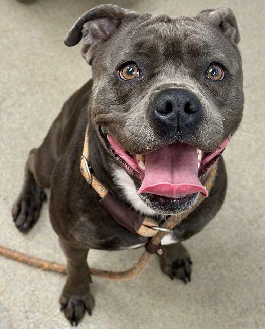 ATHENA - American Staffordshire Terrier available for adoption