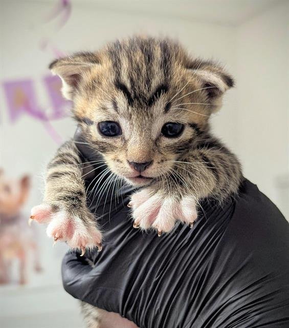 KAREEM NOBI - Domestic Short Hair available for adoption