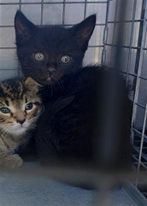 A2476669 - Domestic Short Hair available for adoption