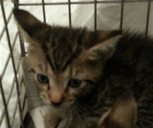 HENRINA - Domestic Short Hair available for adoption