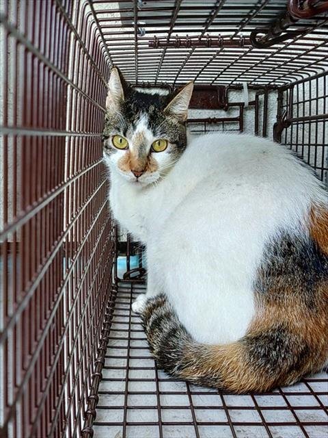 A2466416 - Domestic Short Hair available for adoption