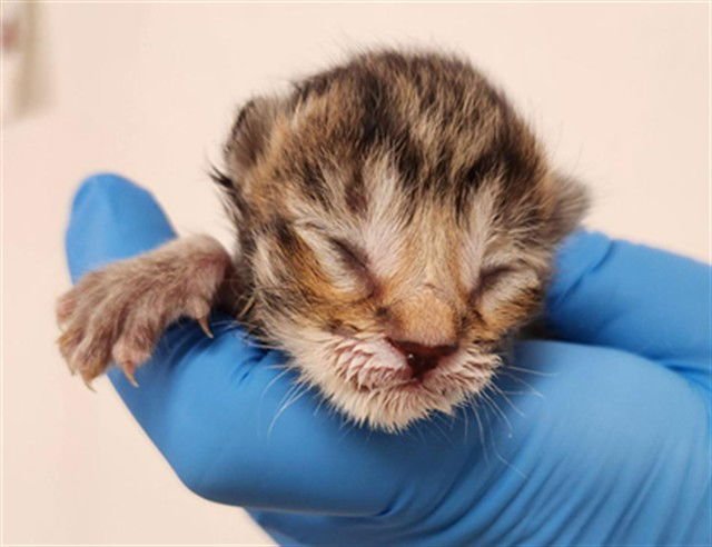 A2472693 - Domestic Short Hair available for adoption