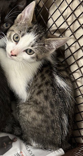 MAPLE - Domestic Short Hair available for adoption