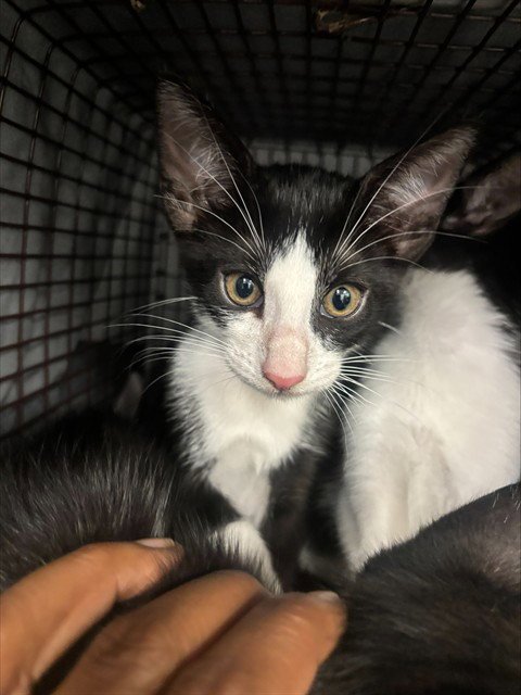 HAWK - Domestic Short Hair available for adoption