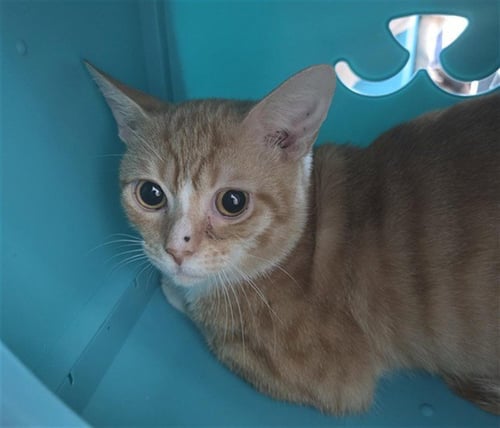 TOM TOM - Domestic Short Hair available for adoption