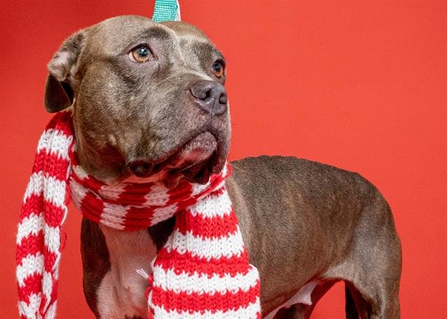 SUGAR - American Staffordshire Terrier available for adoption