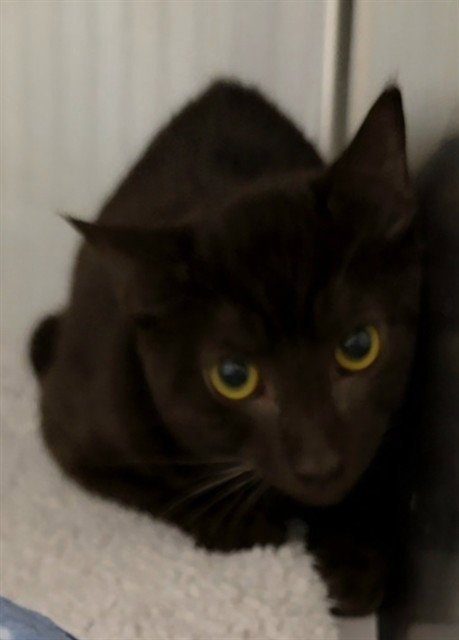 A2481879 - Domestic Short Hair available for adoption