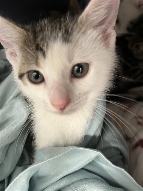 A2474172 - Domestic Short Hair available for adoption