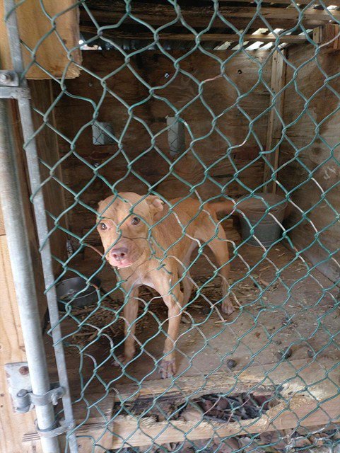 BONNIE - American Staffordshire Terrier available for adoption