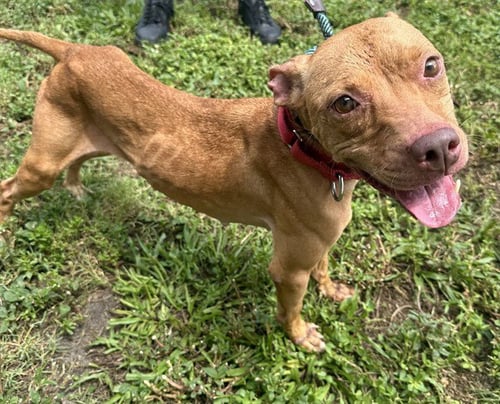 BONNIE - American Staffordshire Terrier available for adoption